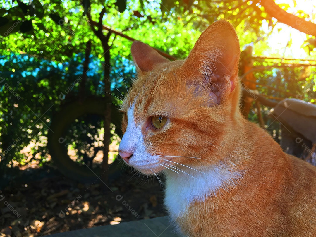 Lindo gato de estimação