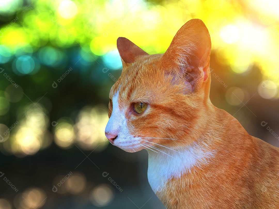 Lindo gato de estimação