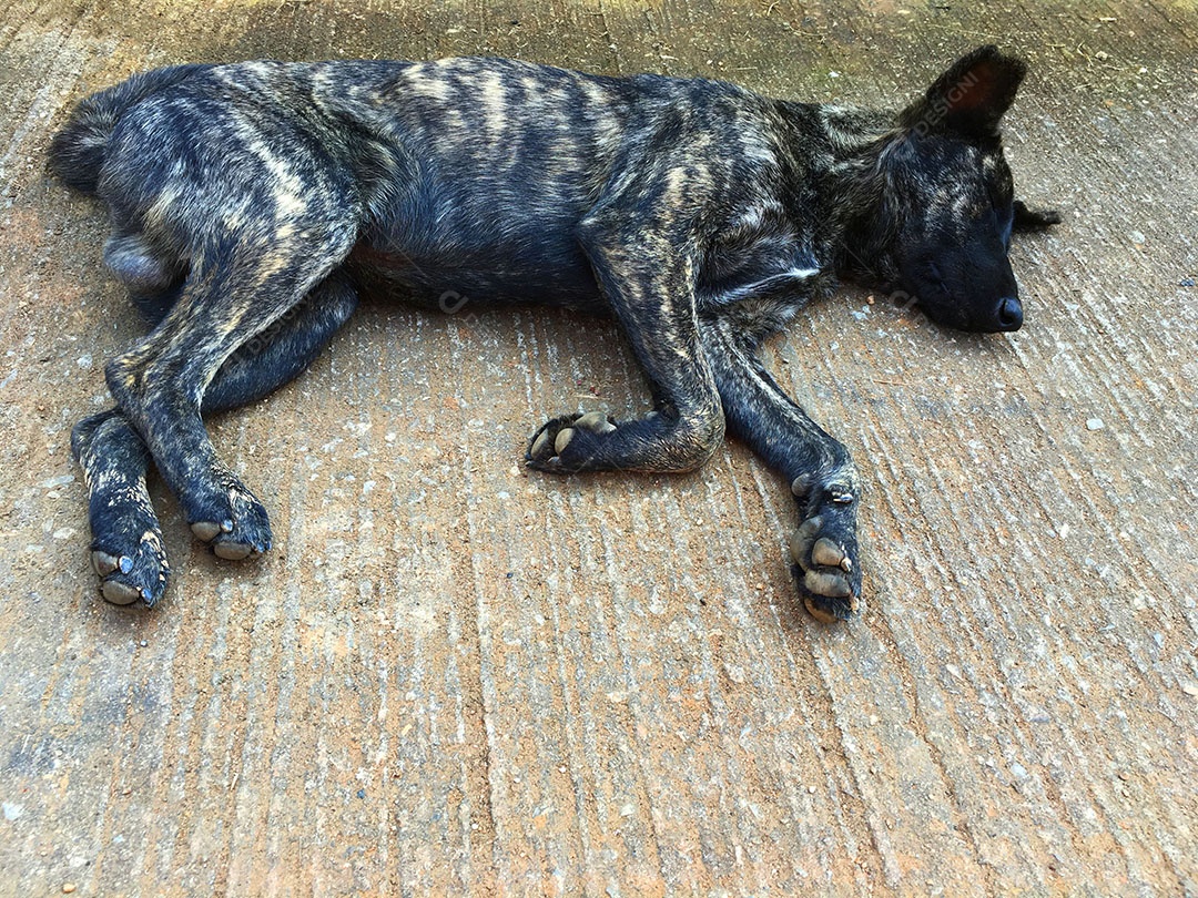 Cachorro sobre terreiro