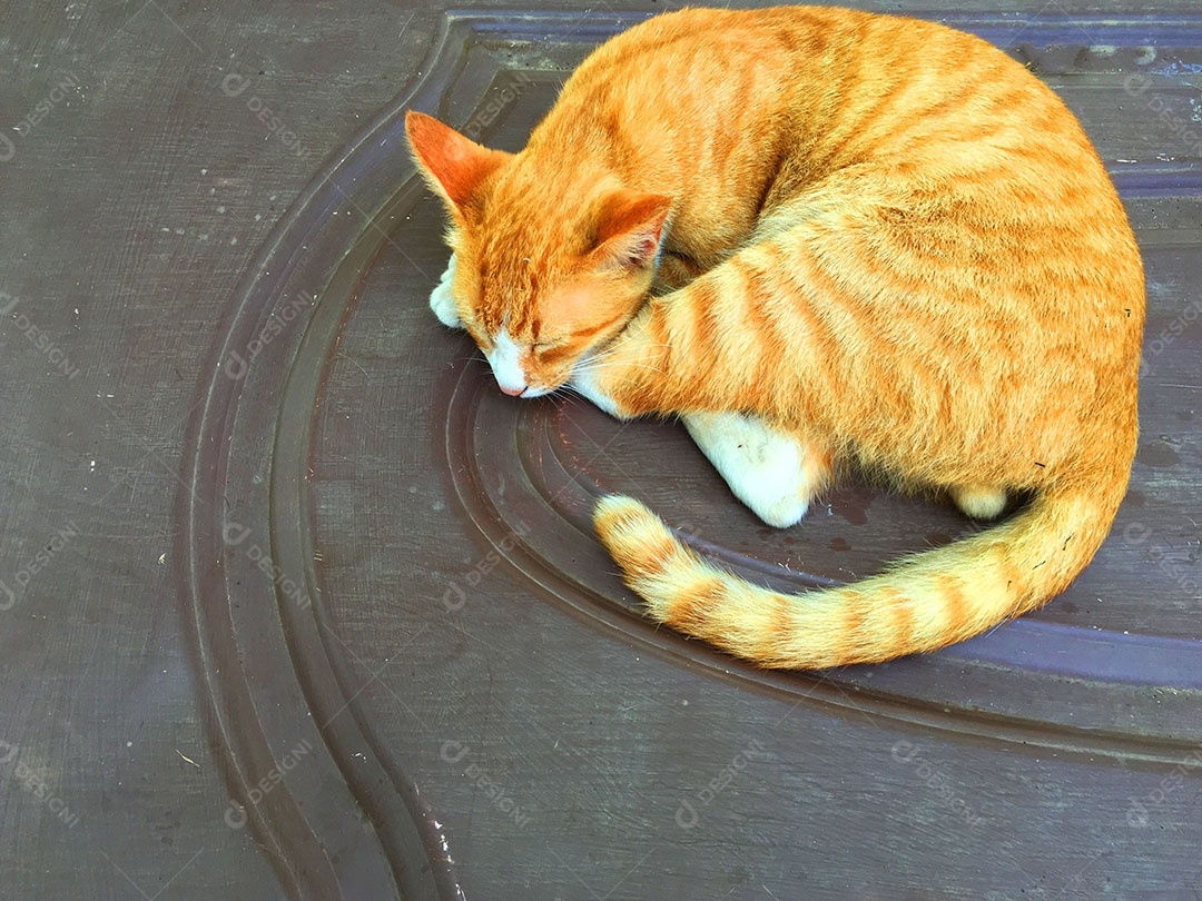 Lindo gato de estimação