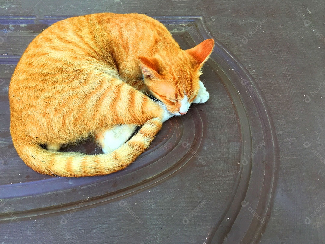 Lindo gato de estimação