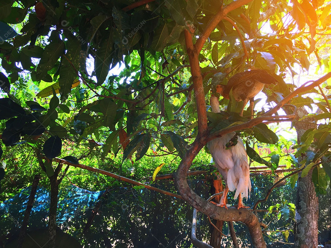 Galinhas sobre arvore