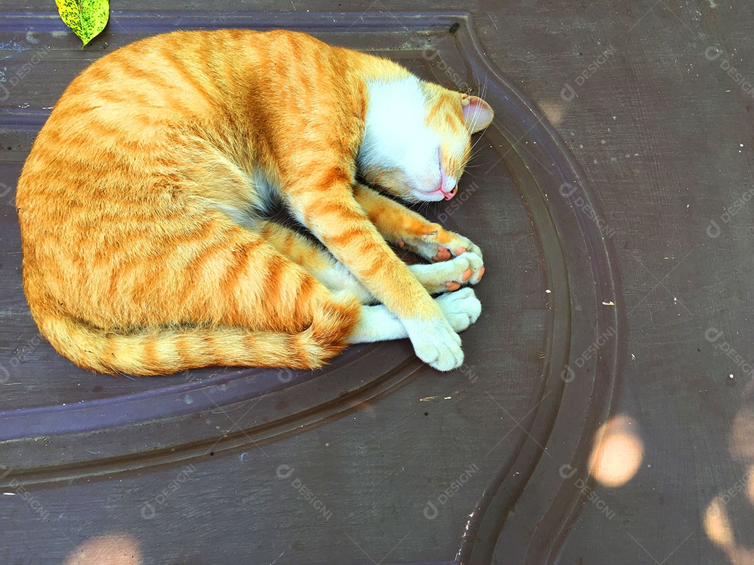 Lindo gato de estimação