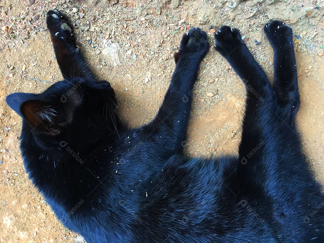 Lindo gato de estimação