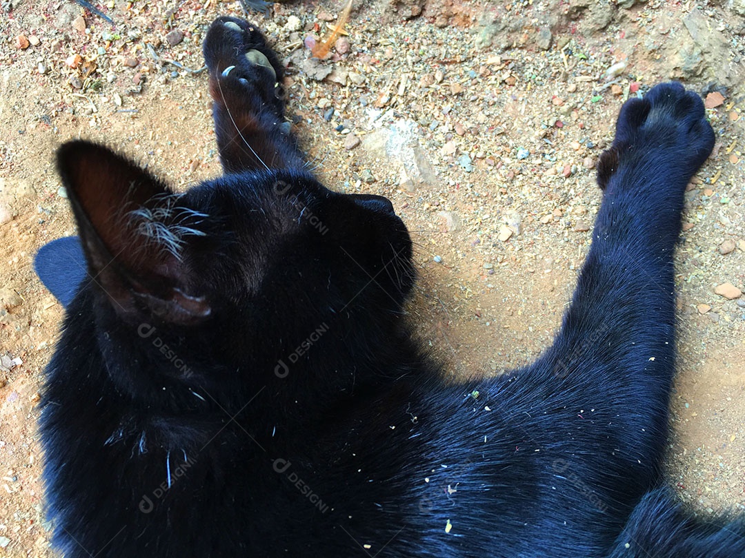 Lindo gato de estimação