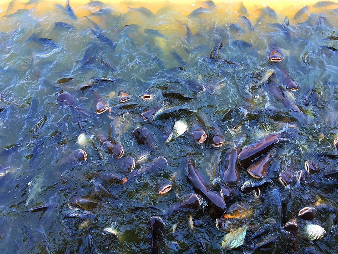 Ração sendo jogada sobre rio com peixes de tanque