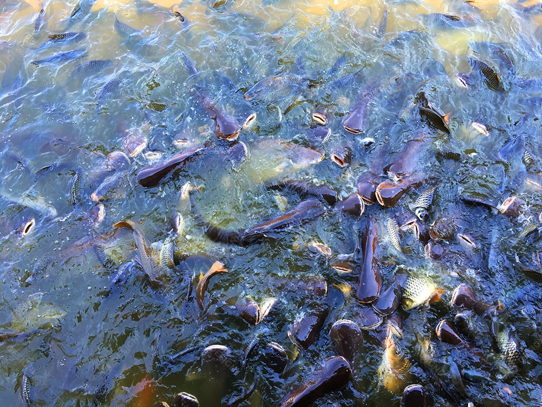 Ração sendo jogada sobre rio com peixes de tanque
