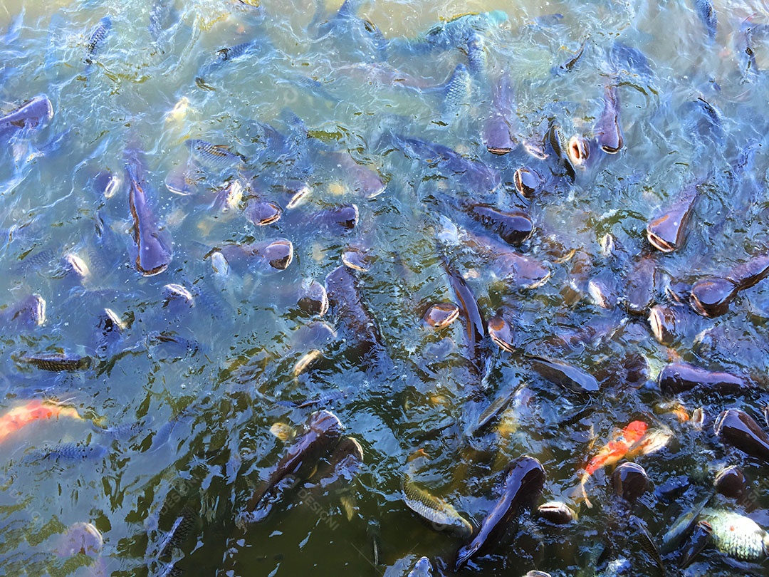 Ração sendo jogada sobre rio com peixes de tanque