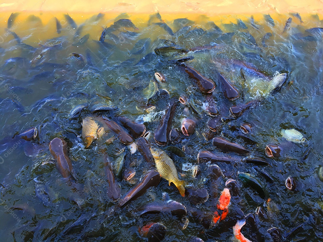 Ração sendo jogada sobre rio com peixes de tanque