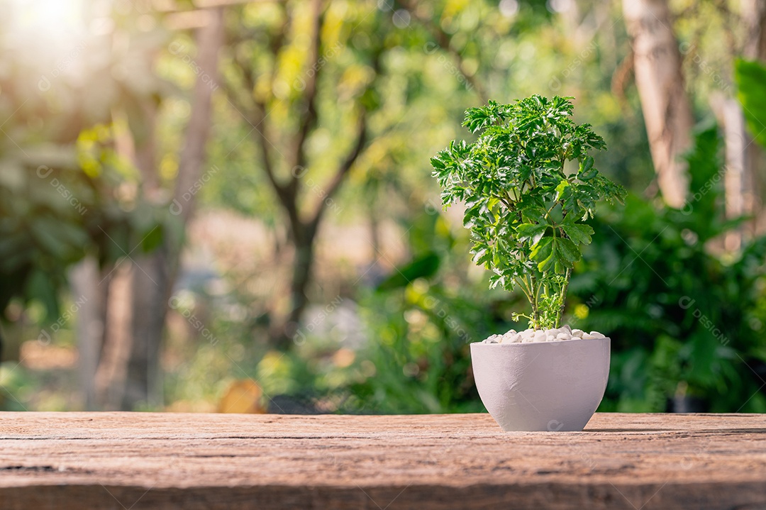Plantando árvores em vasos. Conceito de plantas de amor. Ame o ambiente.