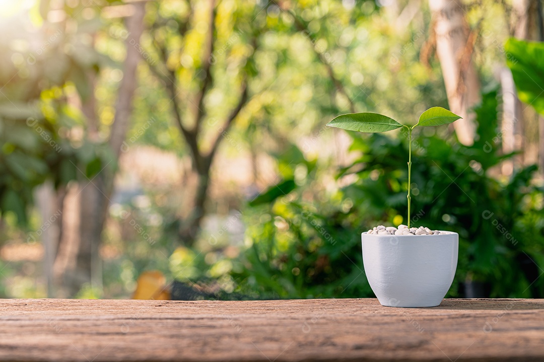 Plantando árvores em vasos. Conceito de plantas de amor. Ame o ambiente.