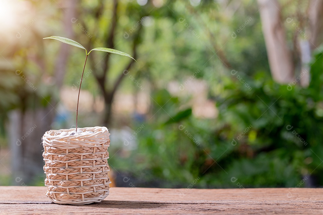 Plantando árvores em vasos. Conceito de plantas de amor. Ame o ambiente.