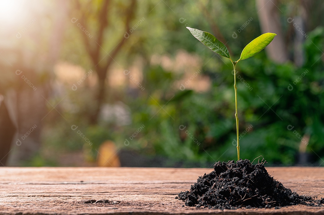 Conceito de plantar uma árvore de amor