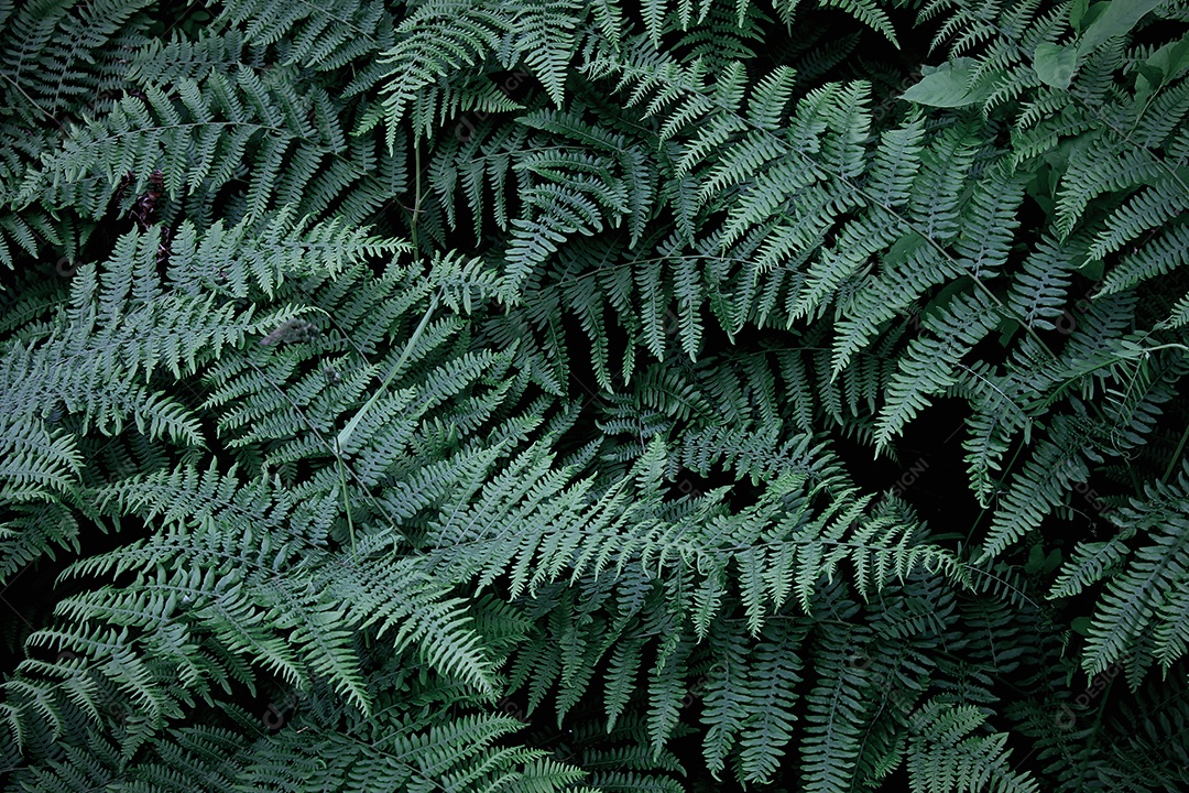 Folhas de fundo padrão, foto real, fundo de folhas de samambaia