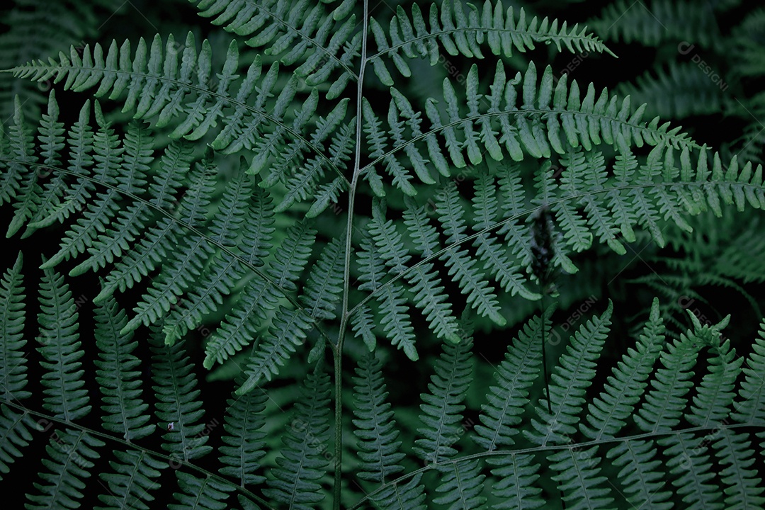 Folhas de fundo padrão, foto real, fundo de folhas de samambaia