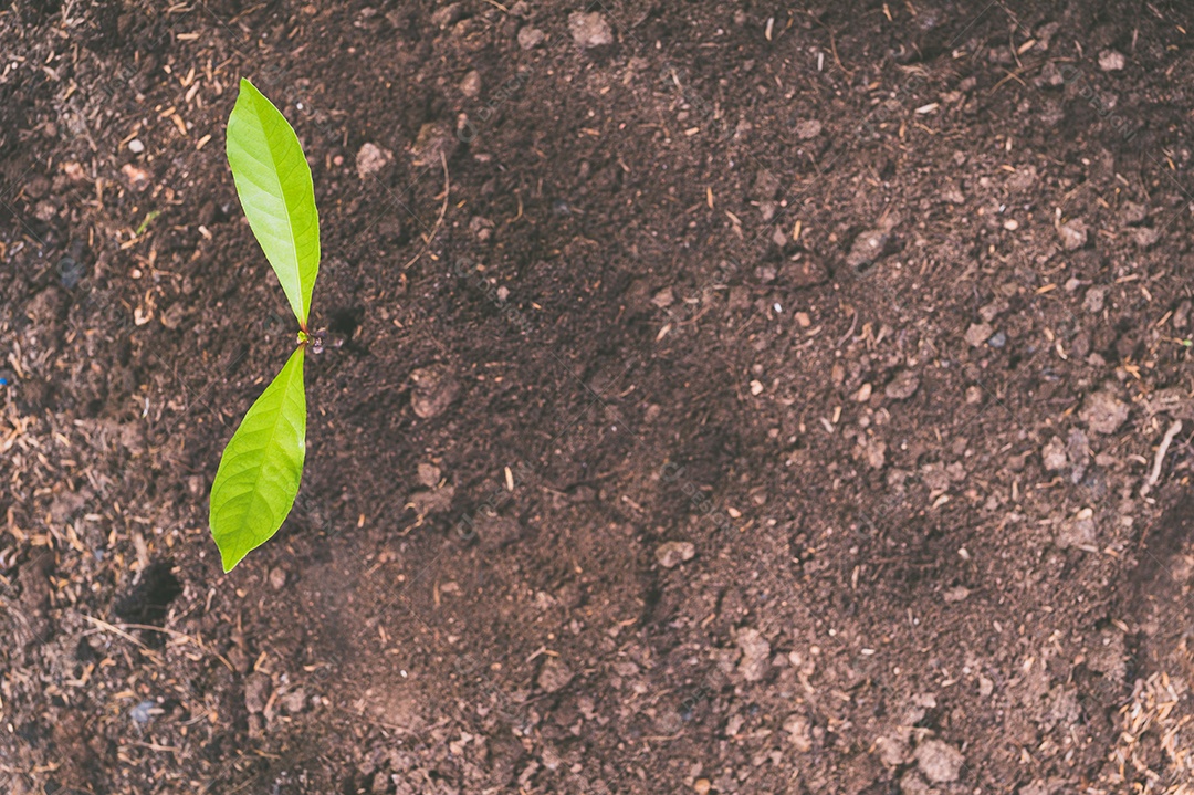 Dia Mundial do Meio Ambiente, Plantar árvores e amar o meio ambiente, amar a natureza.