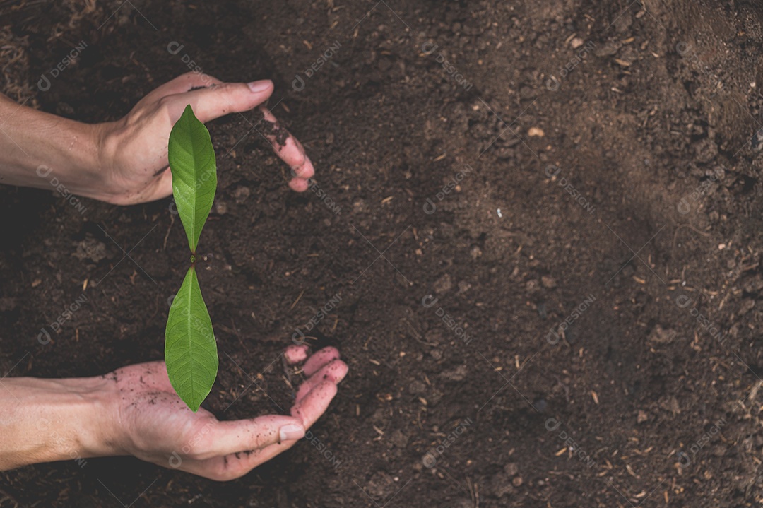 Dia Mundial do Meio Ambiente, Plantar árvores e amar o meio ambiente, amar a natureza.