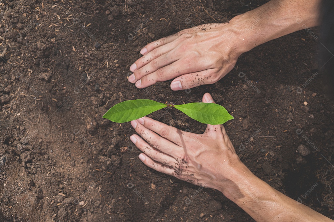 Dia Mundial do Meio Ambiente, Plantar árvores e amar o meio ambiente, amar a natureza.