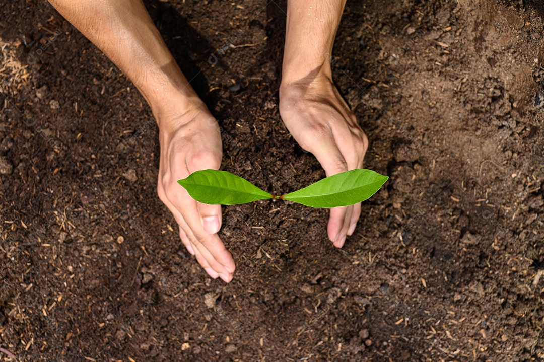 Dia Mundial do Meio Ambiente, Plantar árvores e amar o meio ambiente, amar a natureza.