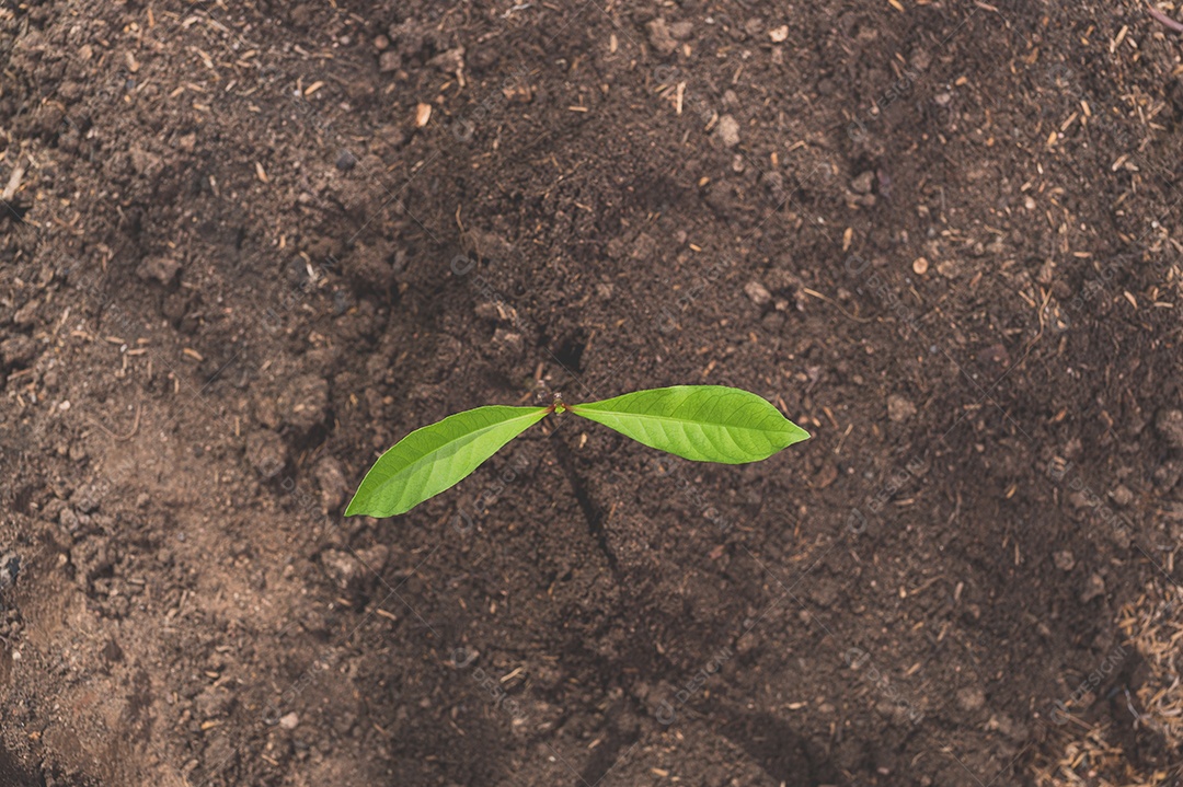 Dia Mundial do Meio Ambiente, Plantar árvores e amar o meio ambiente, amar a natureza.