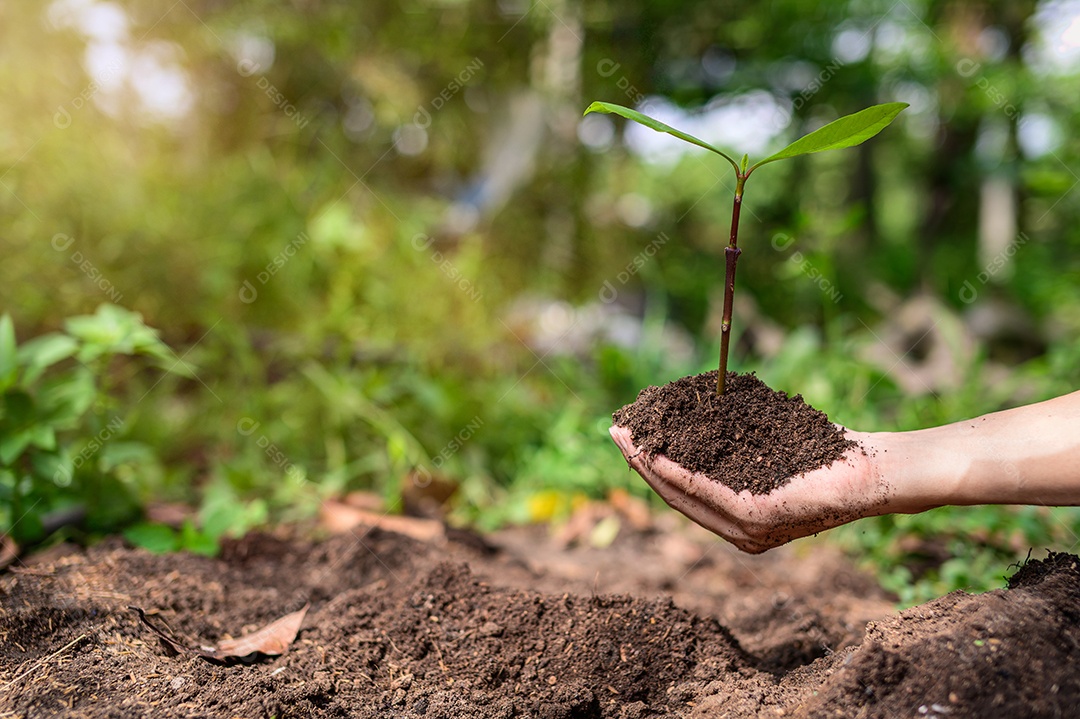 Dia Mundial do Meio Ambiente, Plantar árvores e amar o meio ambiente, amar a natureza.