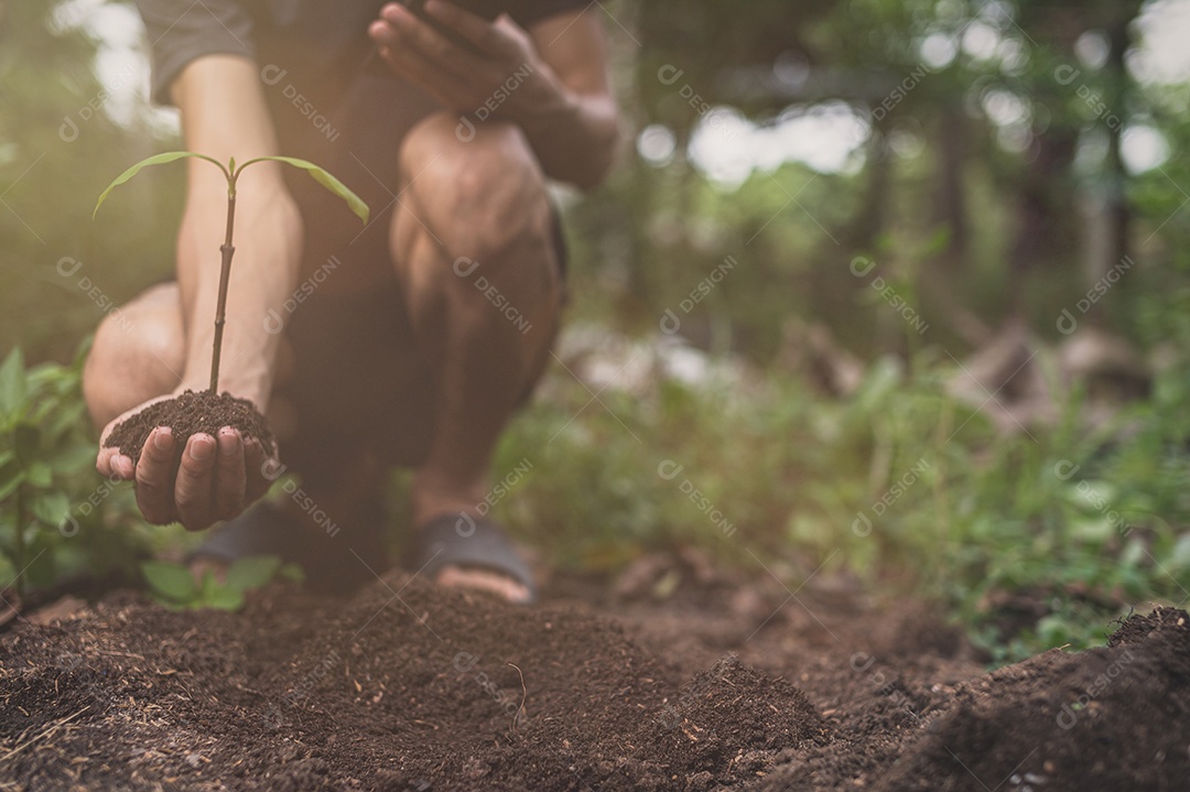 Dia Mundial do Meio Ambiente, Plantar árvores e amar o meio ambiente, amar a natureza.