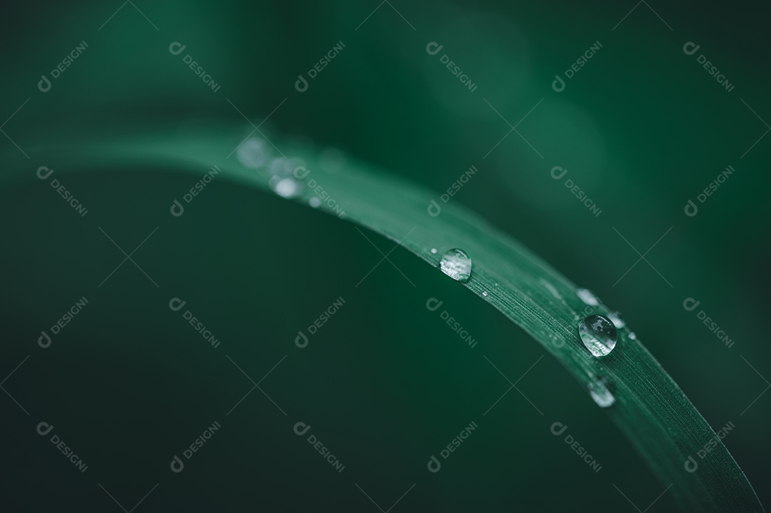 Ame o meio ambiente Gotas de água nas folhas