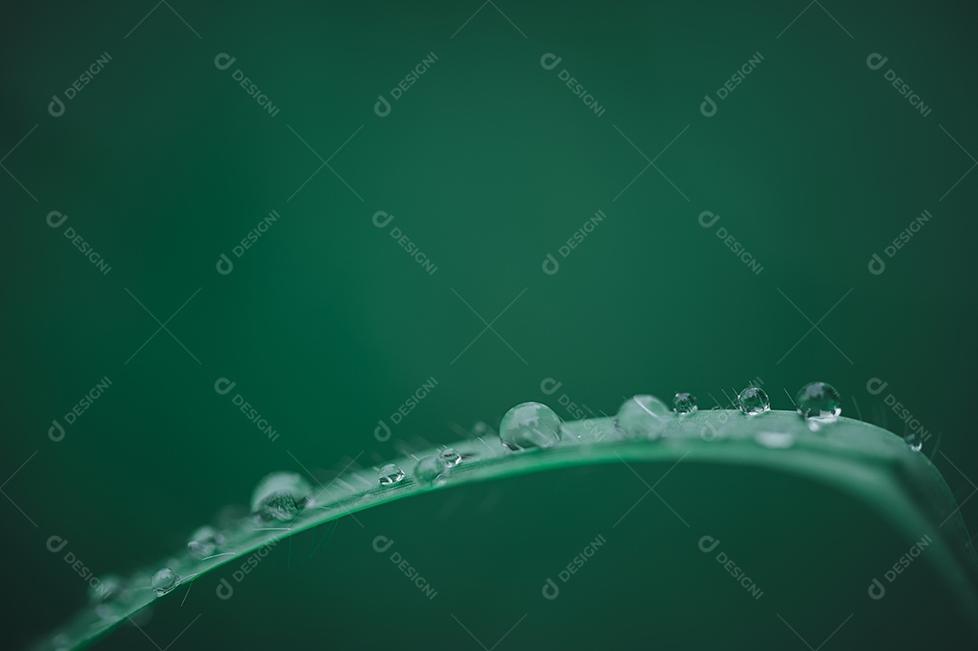 Ame o meio ambiente Gotas de água nas folhas