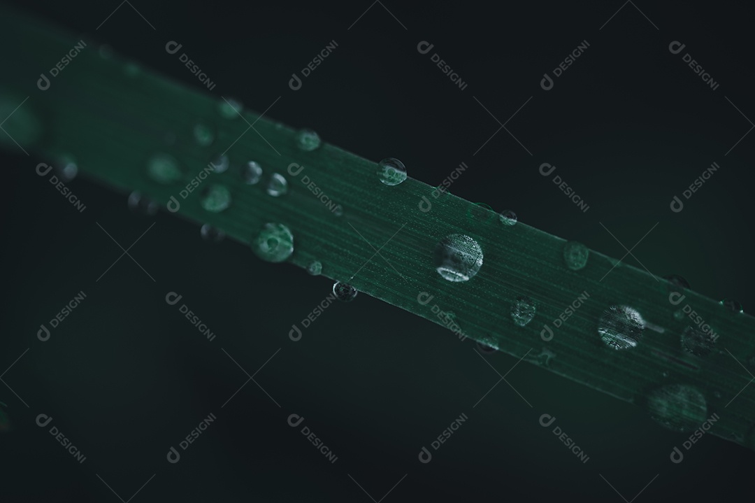 Ame o meio ambiente Gotas de água nas folhas