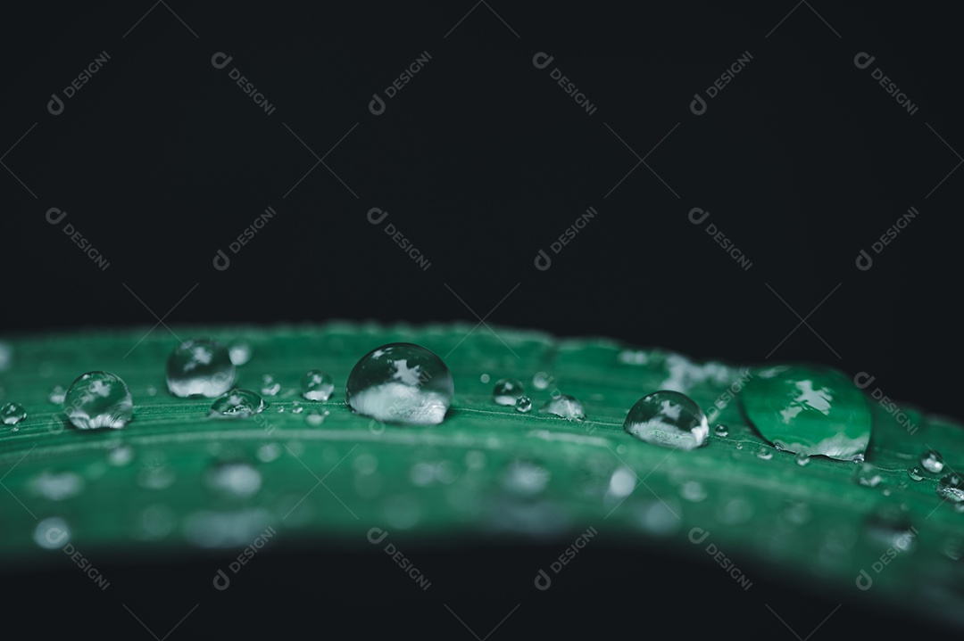 Ame o meio ambiente Gotas de água nas folhas