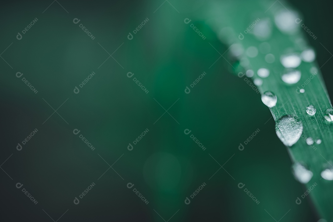 Ame o meio ambiente Gotas de água nas folhas