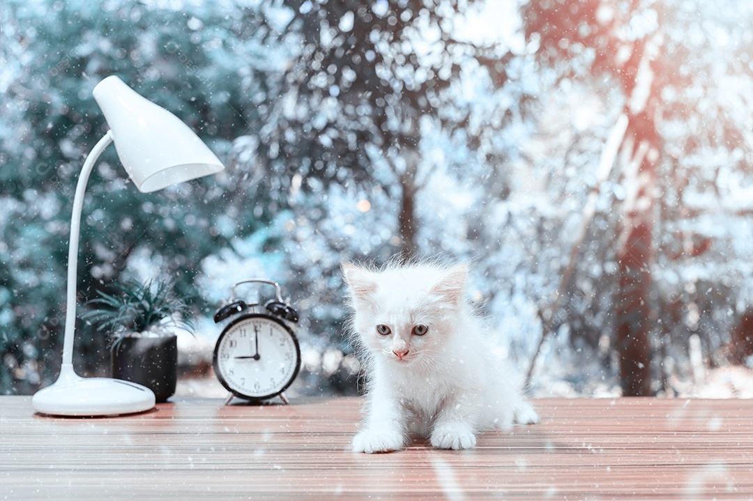 Cute cat making winter photo tones