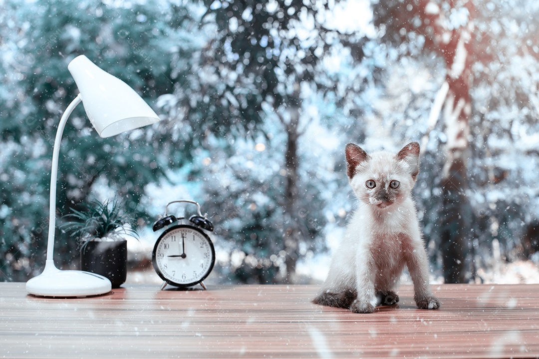 Gatos fofos fazendo tons de fotos de inverno