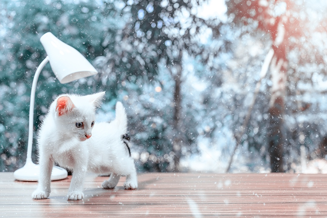 Gato fofos fazendo tons de fotos de inverno