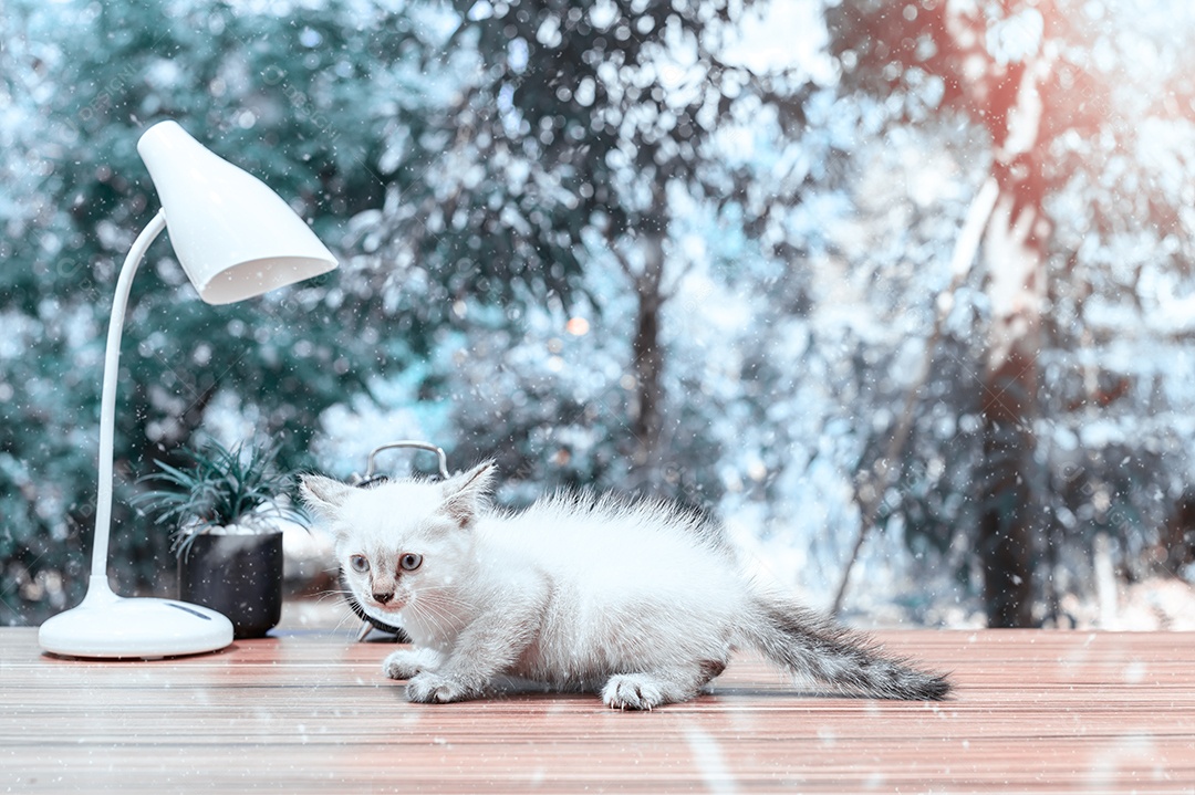 Gato fofos fazendo tons de fotos de inverno