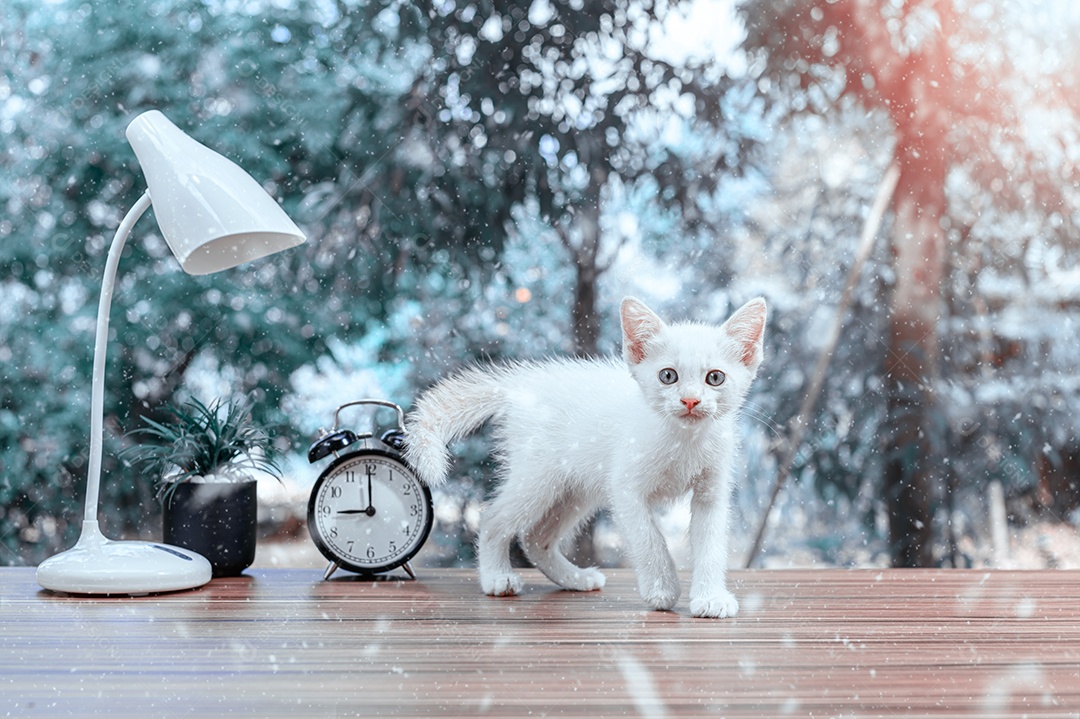 Gato fofos fazendo tons de fotos de inverno