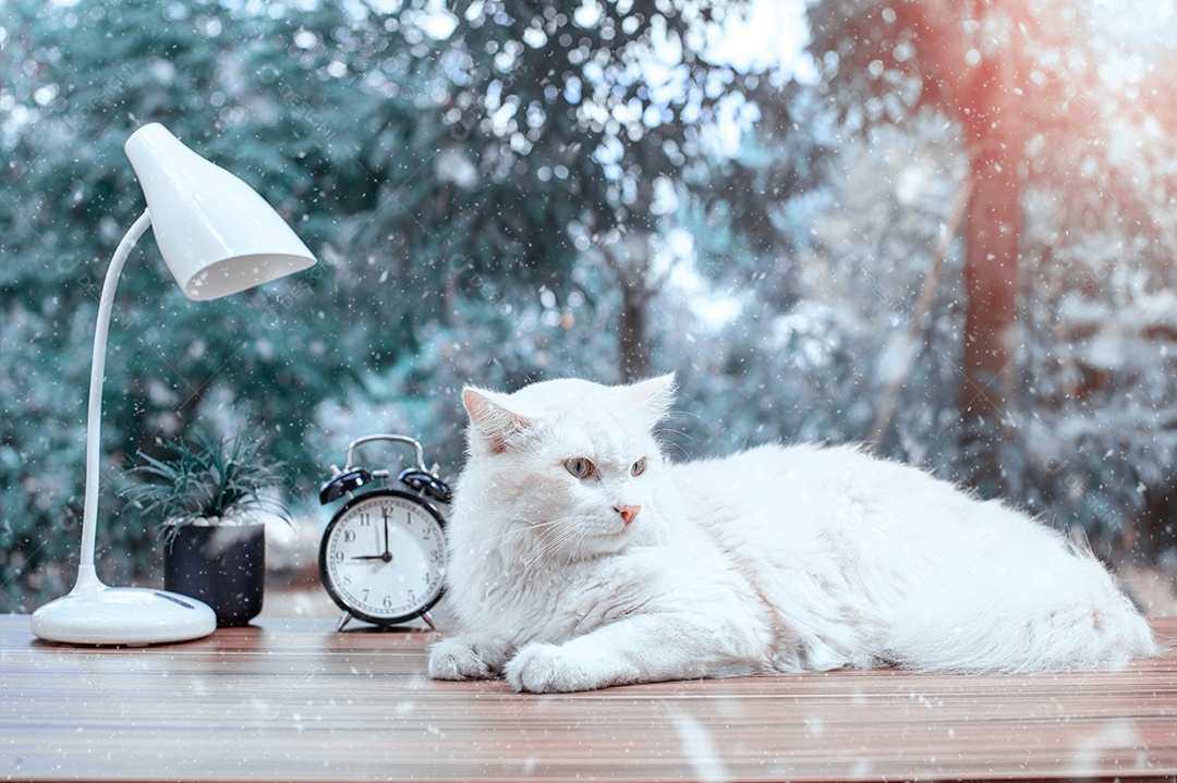 Gato fofos fazendo tons de fotos de inverno