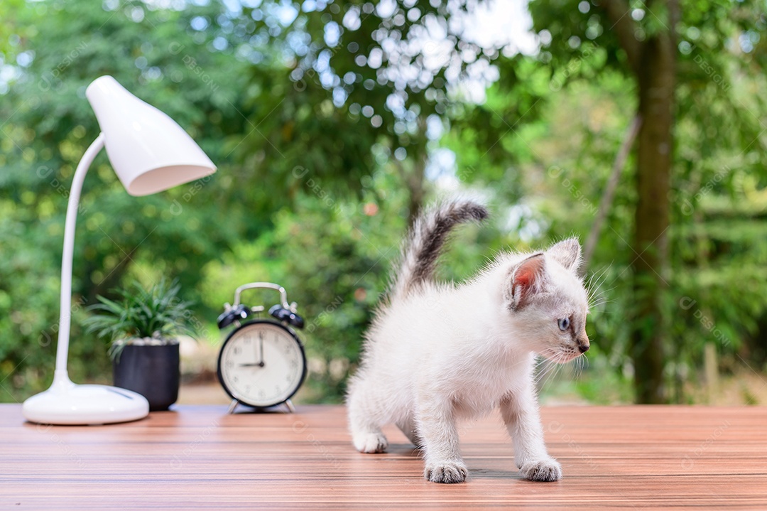 Gato fofo em cima da mesa