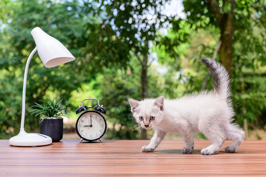 Gato fofo em cima da mesa