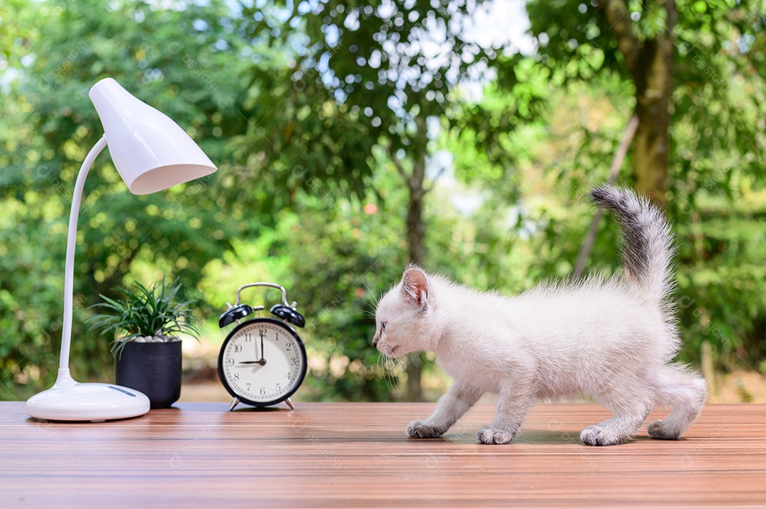 Gato fofo em cima da mesa