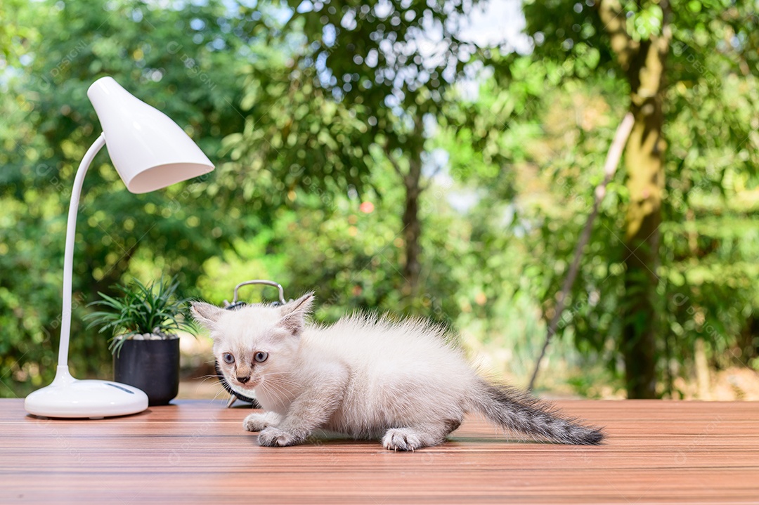 Gato fofo em cima da mesa