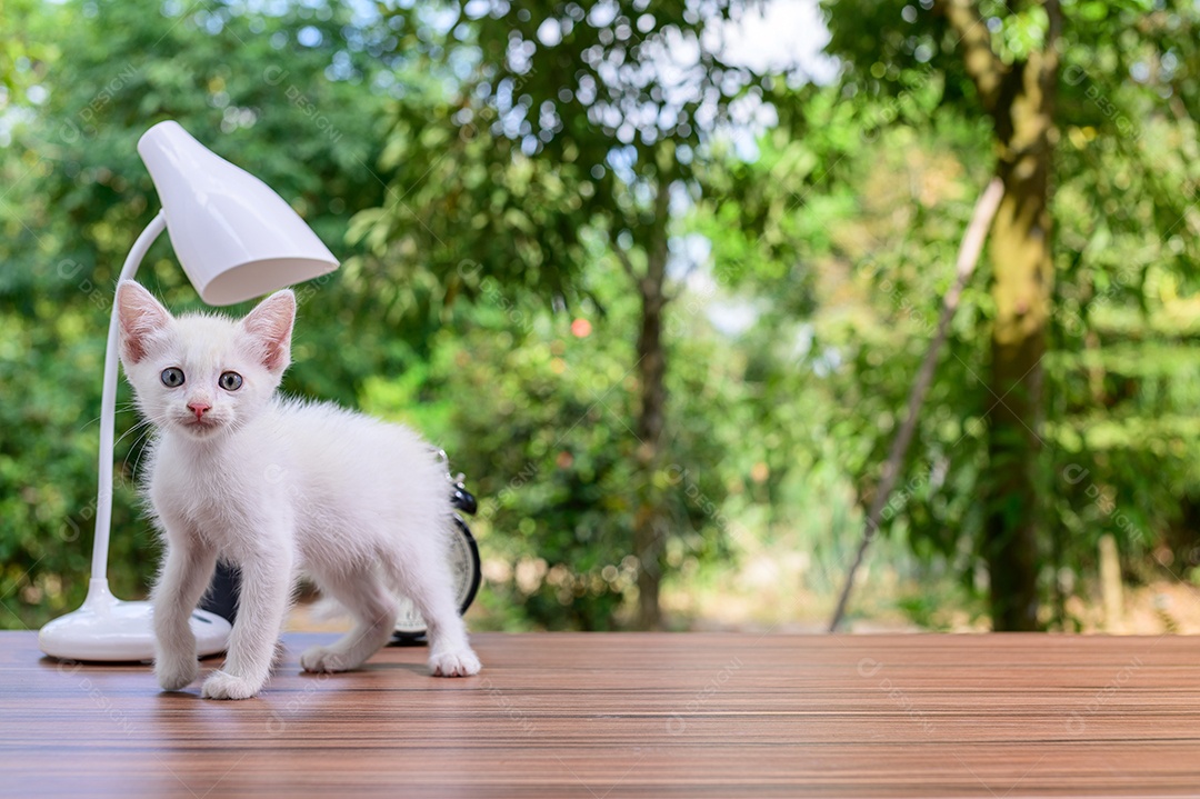 Gato fofo em cima da mesa