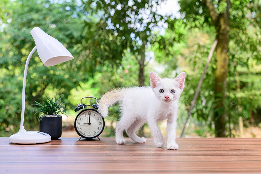 Gato fofo em cima da mesa