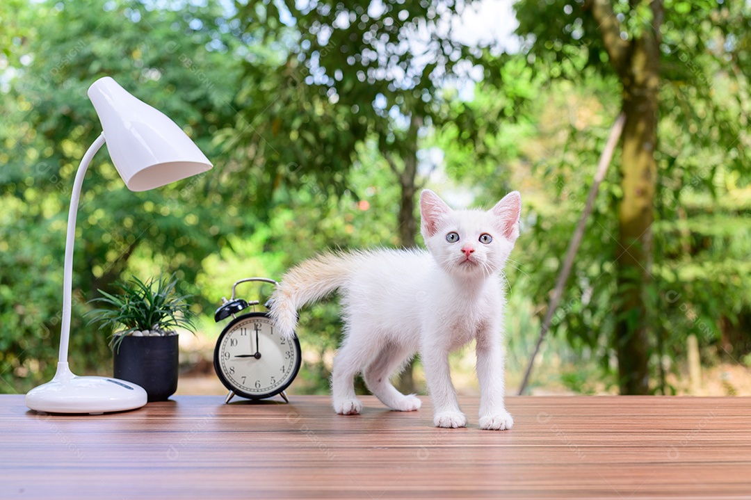 Gato fofo em cima da mesa