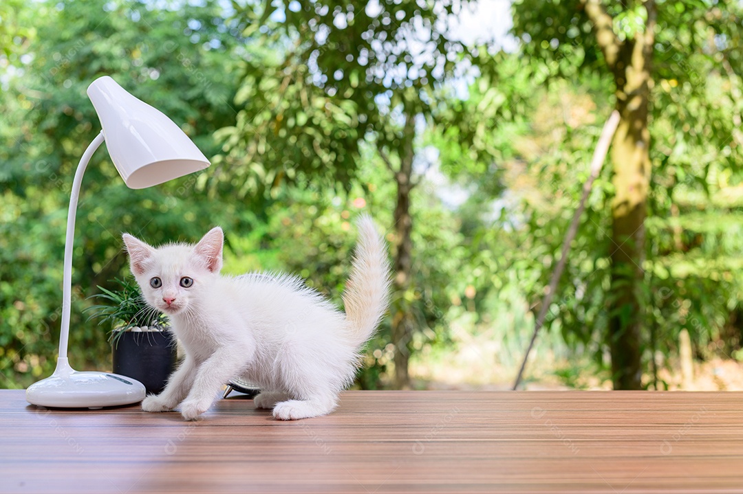 Gato fofo em cima da mesa