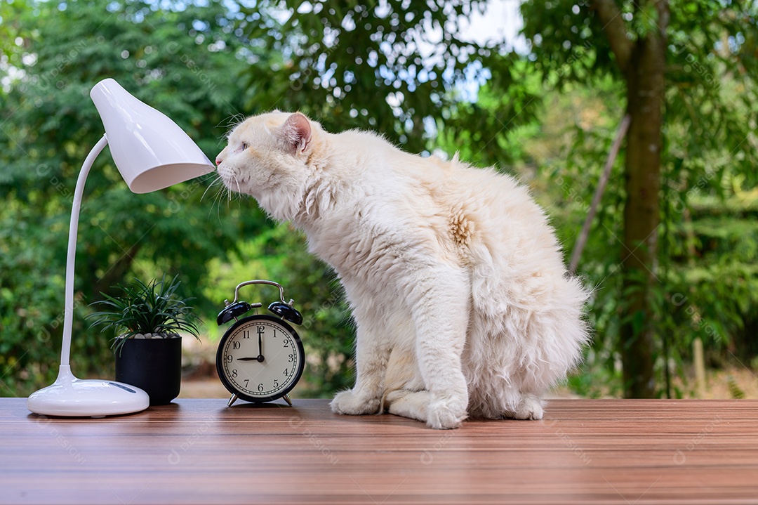 Gato fofo em cima da mesa