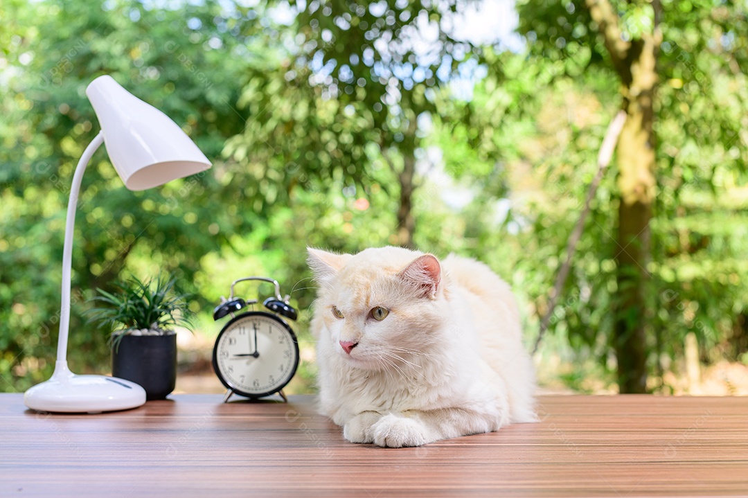 Gato fofo em cima da mesa
