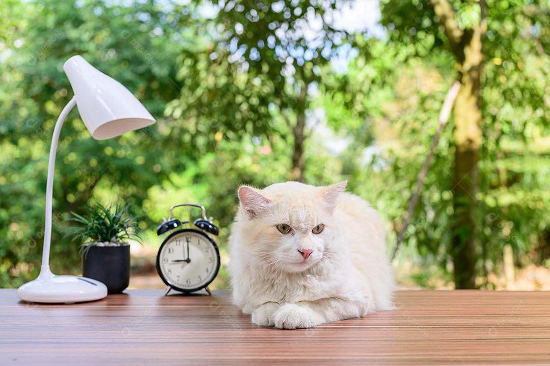 Gato fofo em cima da mesa