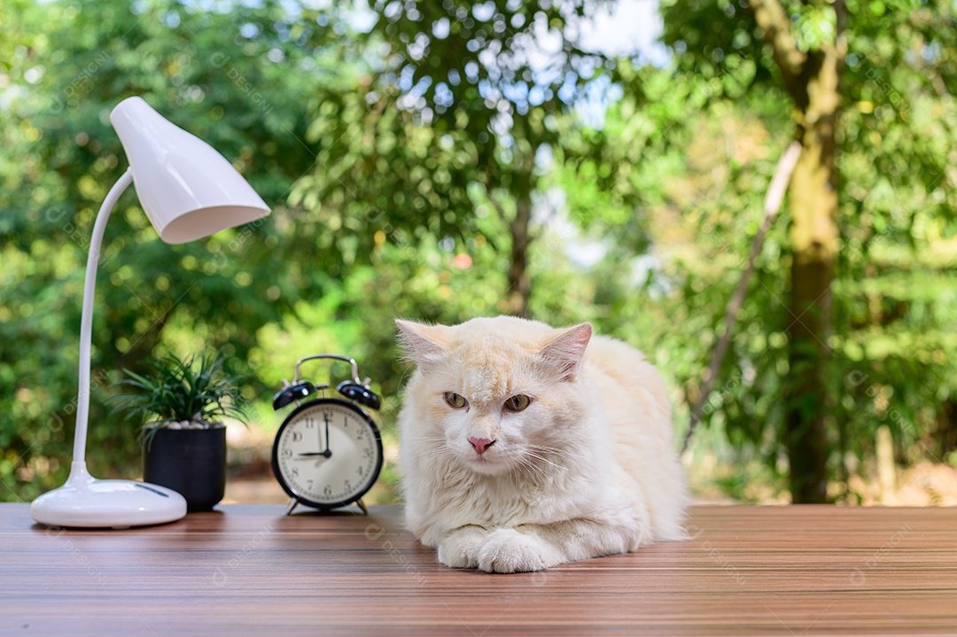 Gato fofo em cima da mesa