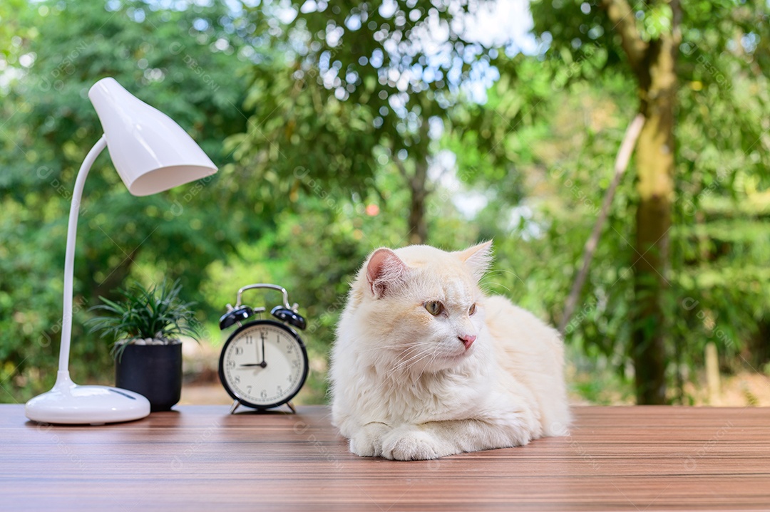 Gato fofo em cima da mesa